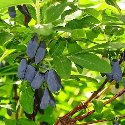 Жимолость съедобная ЛЕБЁДУШКА в Оренбурге