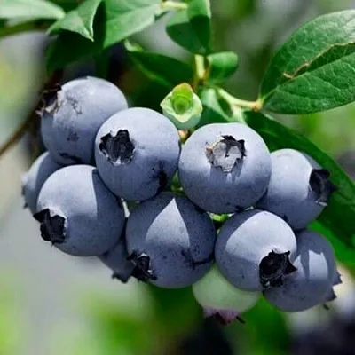 Голубика СИЕРРА  Голубика СИЕРРА в Оренбурге