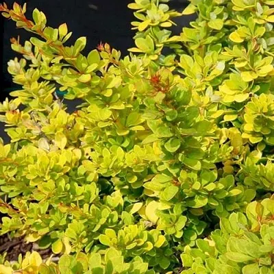 Барбарис СЕНСЕЙШЕН тунберга  Барбарис СЕНСЕЙШЕН тунберга в Оренбурге