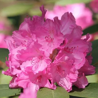 Рододендрон ЛУМИНА  Рододендрон ЛУМИНА в Оренбурге