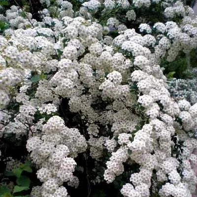 Спирея ВАНГУТТА  Спирея ВАНГУТТА в Оренбурге