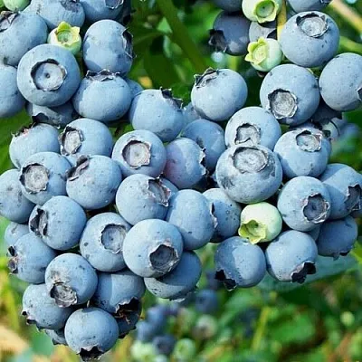 Голубика ПУРУ  Голубика ПУРУ в Оренбурге