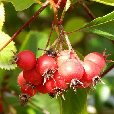 Боярышник ШАМИЛЬ  Боярышник ШАМИЛЬ в Оренбурге