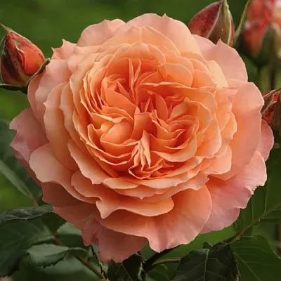 Саженцы роз БЕЛЬВЕДЕР шраб  Саженцы роз БЕЛЬВЕДЕР шраб в Оренбурге