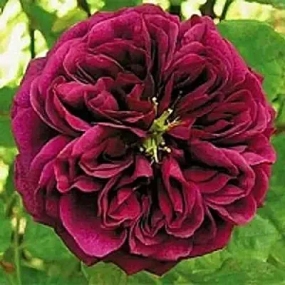 Саженцы роз ЗЕ ПРИНЦ английская  Саженцы роз ЗЕ ПРИНЦ английская в Оренбурге