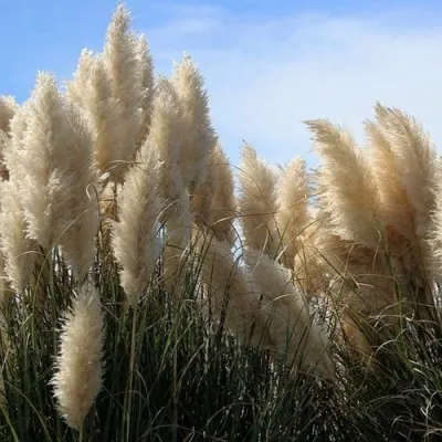 Кортадерия белая (пампасная трава) в Оренбурге