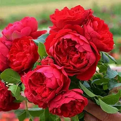 Саженцы роз ФЛОРЕНТИНА плетистая  Саженцы роз ФЛОРЕНТИНА плетистая в Оренбурге