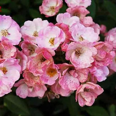 Саженцы роз АЛДЕН БИЗЕН мускусная в Оренбурге