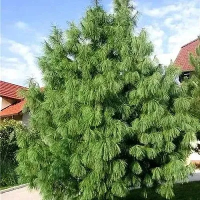 Сосна гриффита  Сосна гриффита в Оренбурге