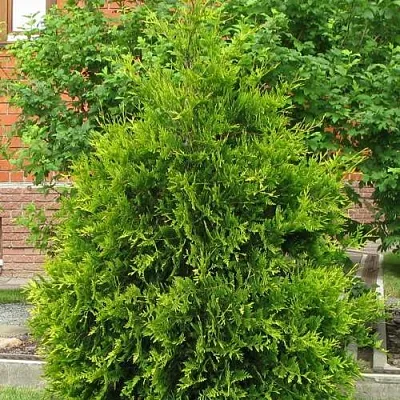 Туя АНЯ (АНИЕ) западная в Оренбурге