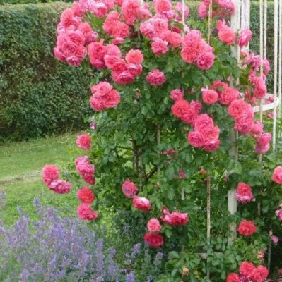 Саженцы роз РОЗЕУМ ЮТЕРСОН плетистая — описание сорта Саженцы роз РОЗЕУМ ЮТЕРСОН плетистая в Оренбурге