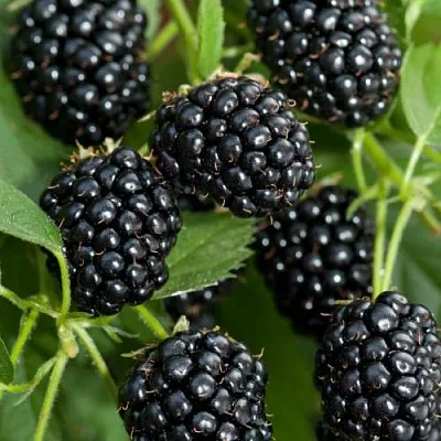 Ежевика АГАВАМ в Оренбурге