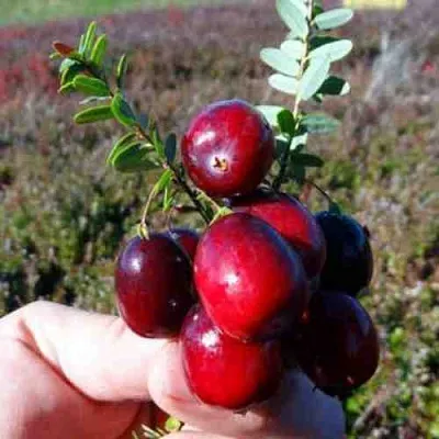 Клюква СТАНКОВИЧ  Клюква СТАНКОВИЧ в Оренбурге
