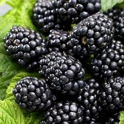 Ежевика БЖЕЗИНА бесшипная в Оренбурге