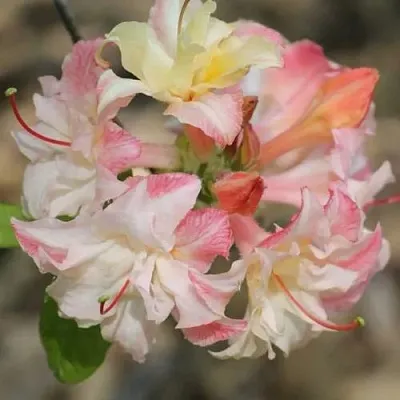 Азалия КЭННОНС ДАБЛ листопадная в Оренбурге