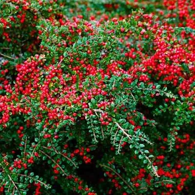 Кизильник горизонтальный  Кизильник горизонтальный в Оренбурге