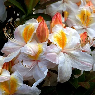 Азалия СИЛЬВЕР СЛИППЕР листопадная в Оренбурге