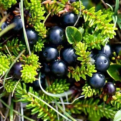 Водяника  Водяника в Оренбурге