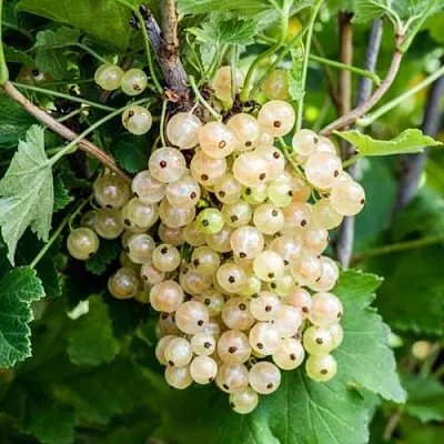 Смородина белая БЕЛАЯ ПОТАПЕНКО в Оренбурге