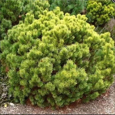 Ель ДАНС ДВАРФ обыкновення  Ель ДАНС ДВАРФ обыкновення в Оренбурге