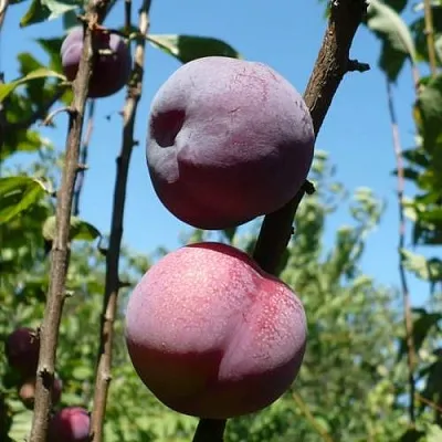 Плумкот ВЕЙ ВОНГ в Оренбурге