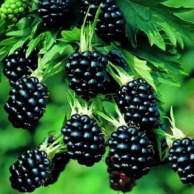 Ежевика КИТАНИНИ бесшипная в Оренбурге