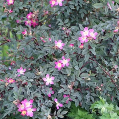 Саженцы роз сизая — описание сорта Саженцы роз сизая в Оренбурге