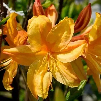 Азалия ГОЛДЕН ЛАЙТС листопадная  Азалия ГОЛДЕН ЛАЙТС листопадная в Оренбурге