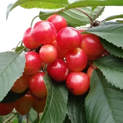 Черешня ГАСТИНЕЦ — описание сорта Черешня ГАСТИНЕЦ в Оренбурге