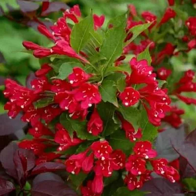 Вейгела РЕД ПРИНЦ  Вейгела РЕД ПРИНЦ в Оренбурге