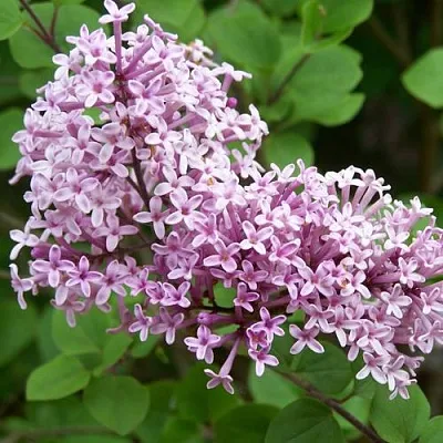 Сирень ПАЛИБИН   Сирень ПАЛИБИН  в Оренбурге