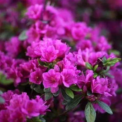 Азалия ГЕЙША ПЕРПЛ японская в Оренбурге