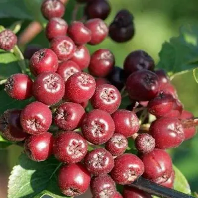 Рябина БУРКА сладкоплодная в Оренбурге