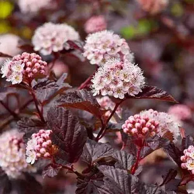 Пузыреплодник АНДРЕ   Пузыреплодник АНДРЕ  в Оренбурге