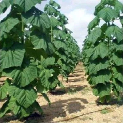 Павлония ПАО ТОГН Z07 в Оренбурге