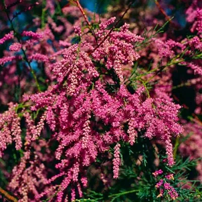 Тамарикс  Тамарикс в Оренбурге