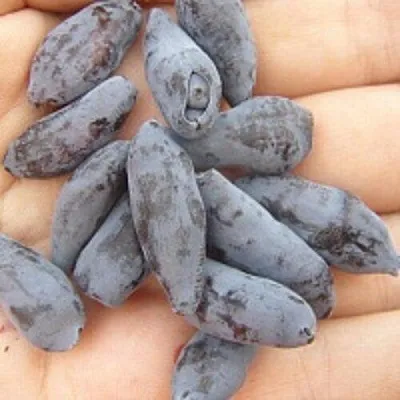 Жимолость съедобная ЧУЛЫМСКАЯ в Оренбурге