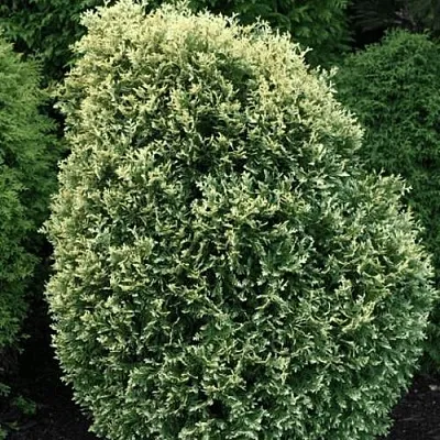 Туя ЛИТОМИШИЛ западная в Оренбурге