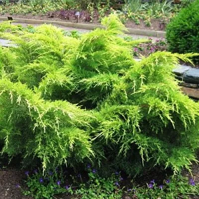 Можжевельник ГОЛД КОСТ средний  Можжевельник ГОЛД КОСТ средний в Оренбурге