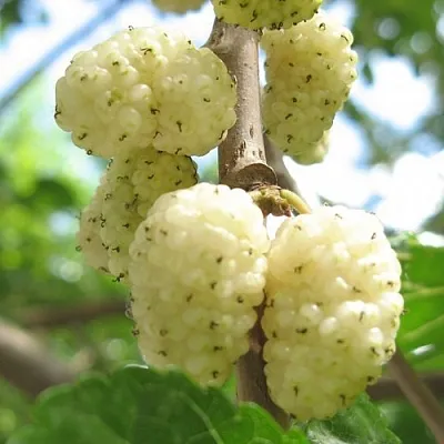 саженцы шелковицы саженцы шелковицы