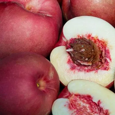 НЕКТАПЛЮМ в Оренбурге