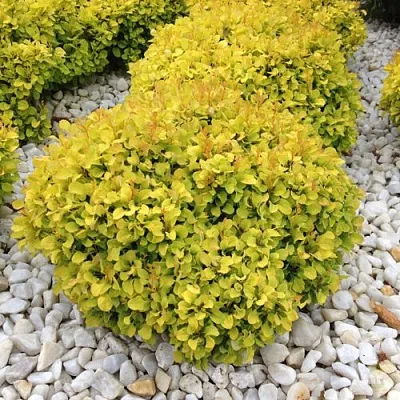 Барбарис БОНАНЗА ГОЛД тунберга  Барбарис БОНАНЗА ГОЛД тунберга в Оренбурге