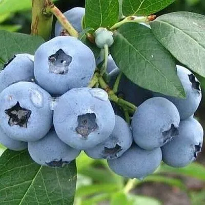 Голубика БЛЮЭТТА  Голубика БЛЮЭТТА в Оренбурге