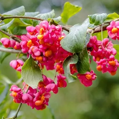 Бересклет ЕВРОПЕЙСКИЙ  Бересклет ЕВРОПЕЙСКИЙ в Оренбурге