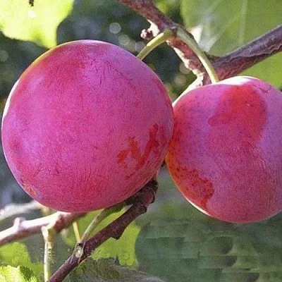 Слива ДЕЛИКАТНАЯ в Оренбурге