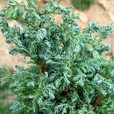 Кипарисовик БЕБИ БЛЮ горохоплодный — описание сорта Кипарисовик БЕБИ БЛЮ горохоплодный в Оренбурге