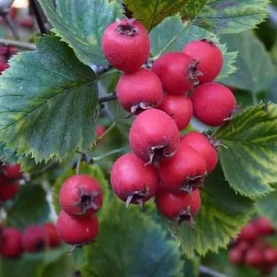 Боярышник АРНОЛЬДА  Боярышник АРНОЛЬДА в Оренбурге