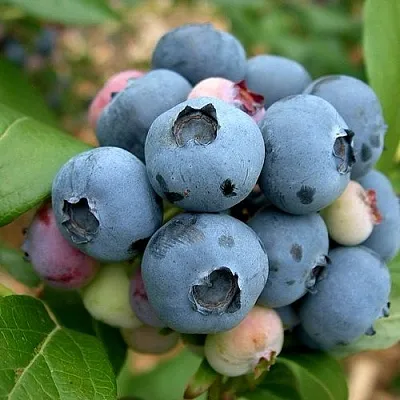 Голубика КОЛЛИНЗ  Голубика КОЛЛИНЗ в Оренбурге