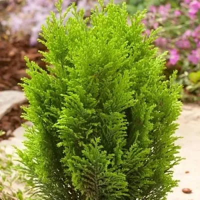 Кипарисовик ЭЛВУДИ ГОЛД лавсона в Оренбурге