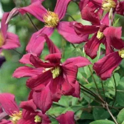 Клематис СТРОУБЕРРИ ФИЛДС  Клематис СТРОУБЕРРИ ФИЛДС в Оренбурге